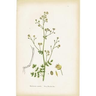 ボタニカルアート（植物画）Botanical アンティーク ヴィンテージの