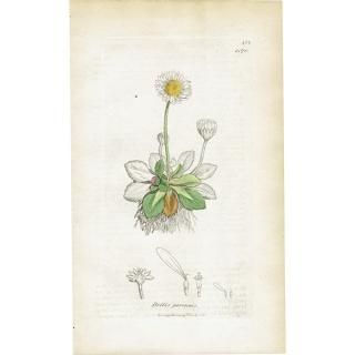 ボタニカルアート（植物画）Botanical アンティーク ヴィンテージの