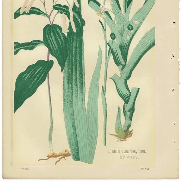 普通植物図譜』 牧野富太郎校訂 みやまなるこゆり / ききょうらん