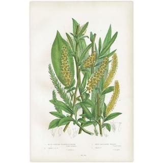 ボタニカルアート（植物画）Botanical アンティーク ヴィンテージの