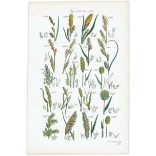 ボタニカルアート（植物画）Botanical アンティーク ヴィンテージの