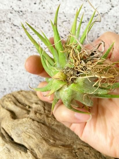 現品】チランジア・イオナンタ・ヘッジホッグ T. ionantha Hedgehog