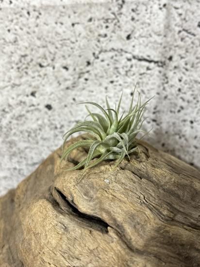現品】チランジア・ロゼイフローラ T. roseiflora - Frontier Plants