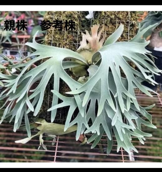 現品】ビカクシダ・ベイチー セルソ TC苗 Platycerium veitchii Celso