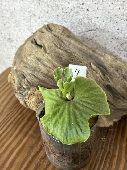 現品】ビカクシダ・リドレイ・ドワーフシルバー Platycerium ridleyi