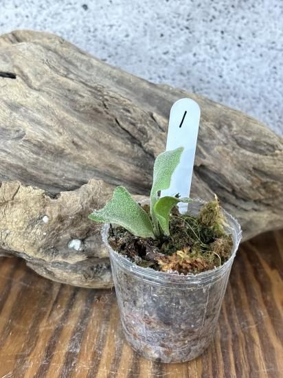 現品】ビカクシダ・ホワイトローズ P. White Rose sporeling【1