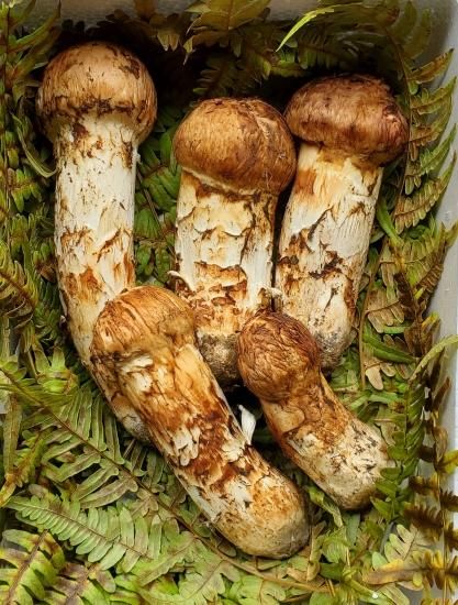 予約受付中】 松茸(詰め合わせ) 300g前後 - 三上屋│国産松茸通販 産地