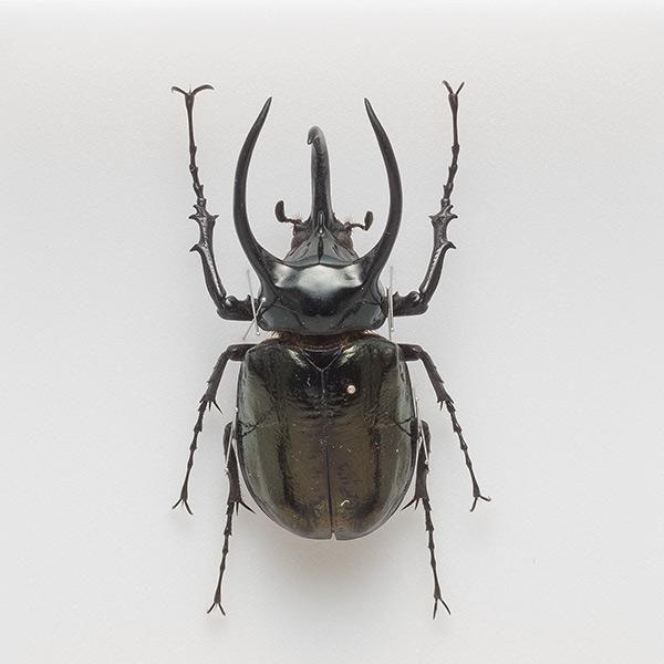 昆虫標本コレクション！アトラスカブトムシ- 三宝堂オンラインショップ