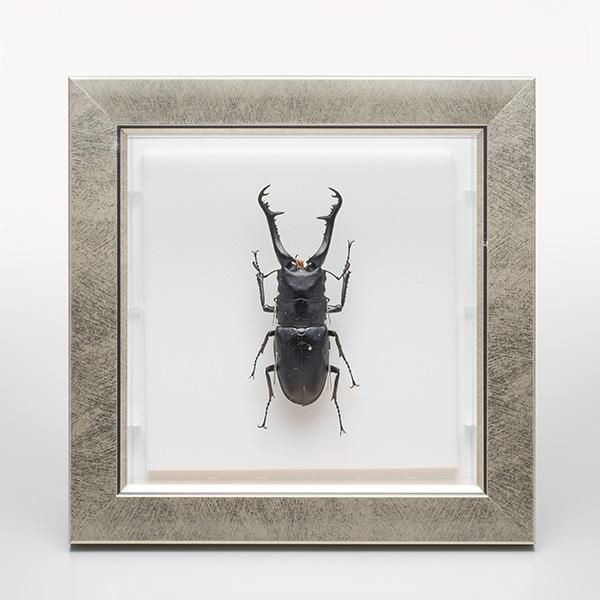 昆虫標本コレクション！ギラファノコギリクワガタ- 三宝堂オンライン