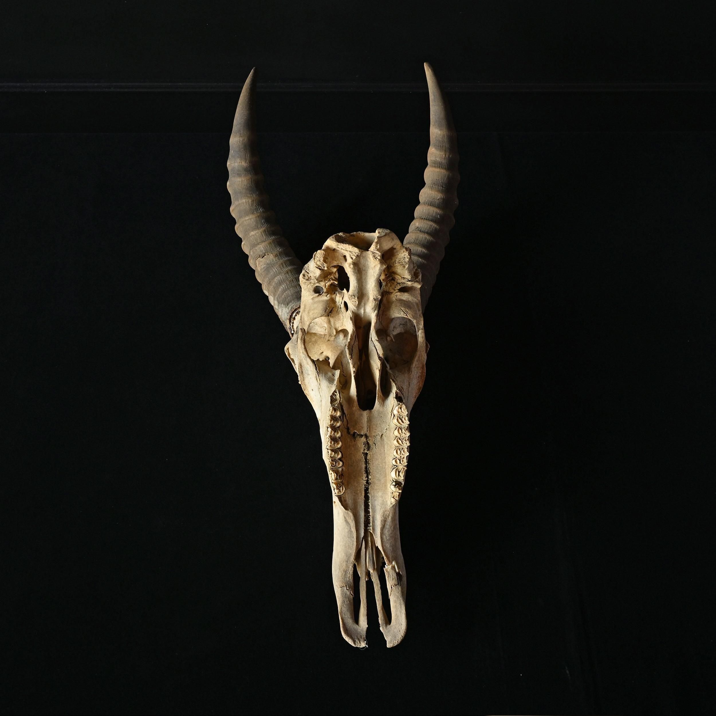 枯れた頭骨 | アンティーク ハンティングトロフィー スカル【Sibora】