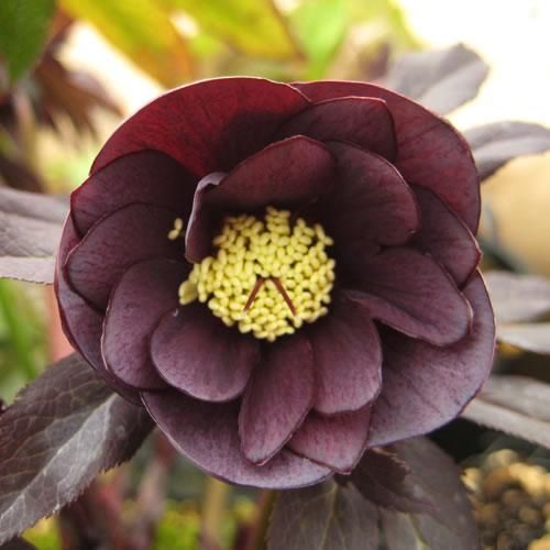 クリスマスローズ・スモーキーブルー ダブル - ブルーベリーやスモーク