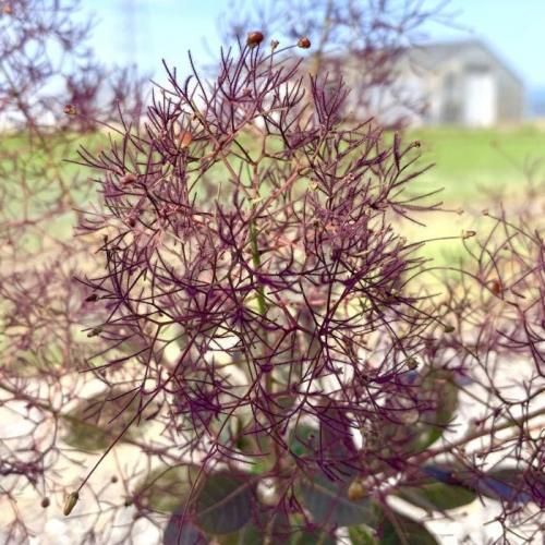 スモークツリー 苗木 フリゴフォリウス 13.5cmポット苗 3年生苗