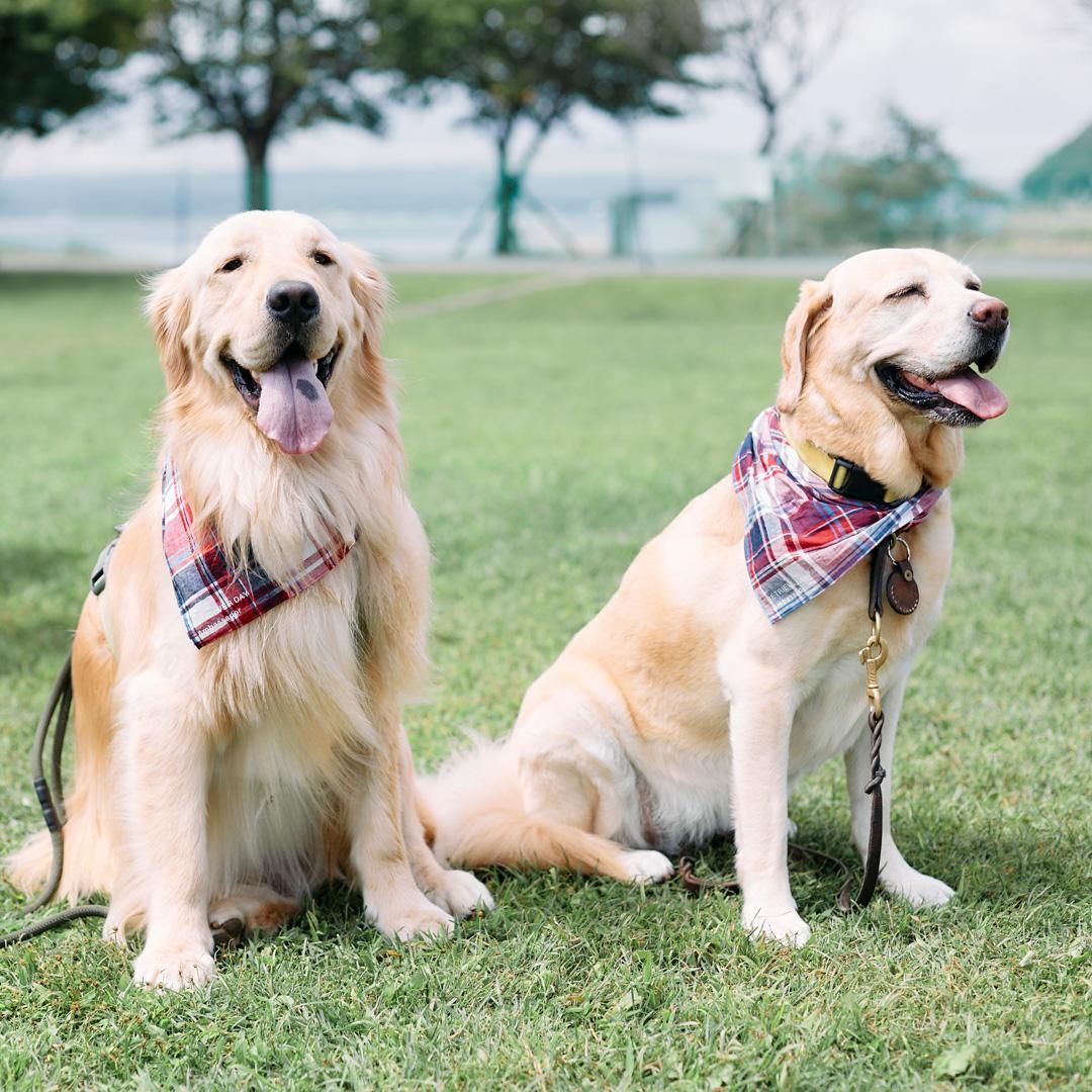 Retriever Day 2023 レトリーバーが数百頭～千頭集まる特別なオフ会