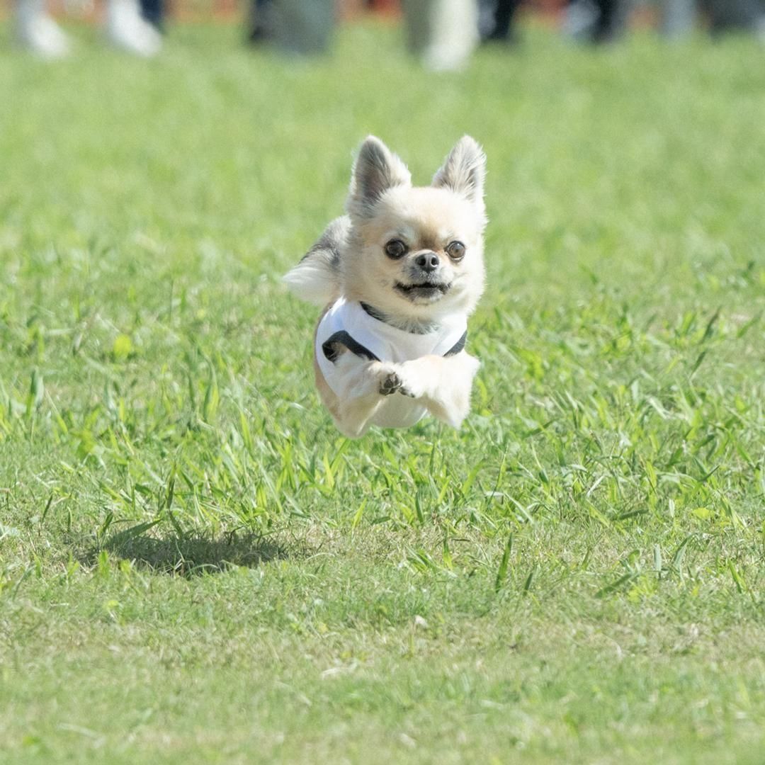 チワワフェスティバル2025 50mスプリント&ハードル走予約ページ