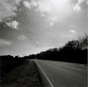Graciela Iturbide: Pajaros