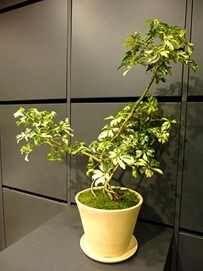 シェフレラ・レナータ(斑入り) - REN online shop