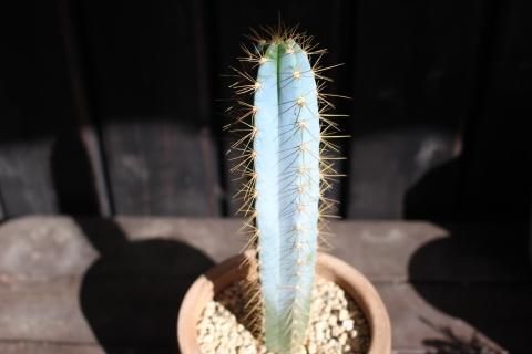 〓多肉植物〓サボテン科ピロソケレウス属-アズレウス柱