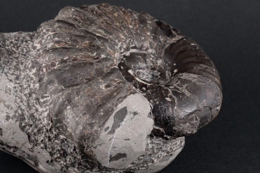 アンモナイト化石 北海道産 アナゴードリセラス 1.1kg｜キラリ石