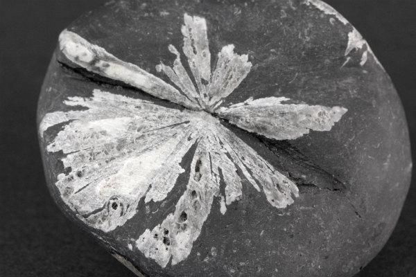 菊花石 原石 88g｜天然石 原石 通販のキラリ石