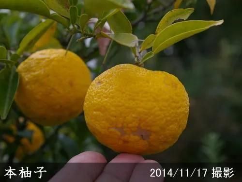 柑橘類 ユズ(柚子) 本柚子(ほんゆず)地中ポット苗 - 果樹苗・大苗