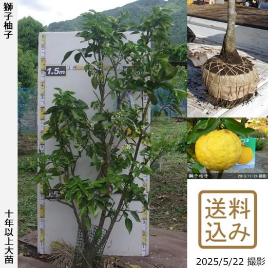 柑橘類 獅子柚子(ししゆず・おにゆ)の地掘大苗 - 果樹苗・大苗・苗木