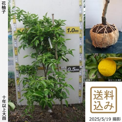 花柚子実付実績 - 果樹苗木・成木通販の 特等大苗専門店 すだ農園@京都亀岡
