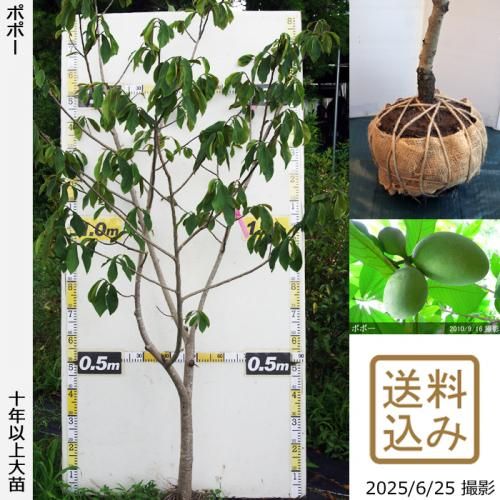 ポポーの地堀大苗 - 果樹苗・大苗・苗木販売の隅田農園@京都丹波