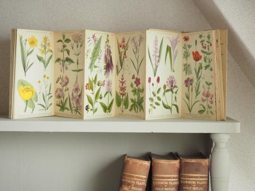 ドイツの蛇腹折り植物図鑑（夏と秋の花） - アンティーク食器と雑貨の