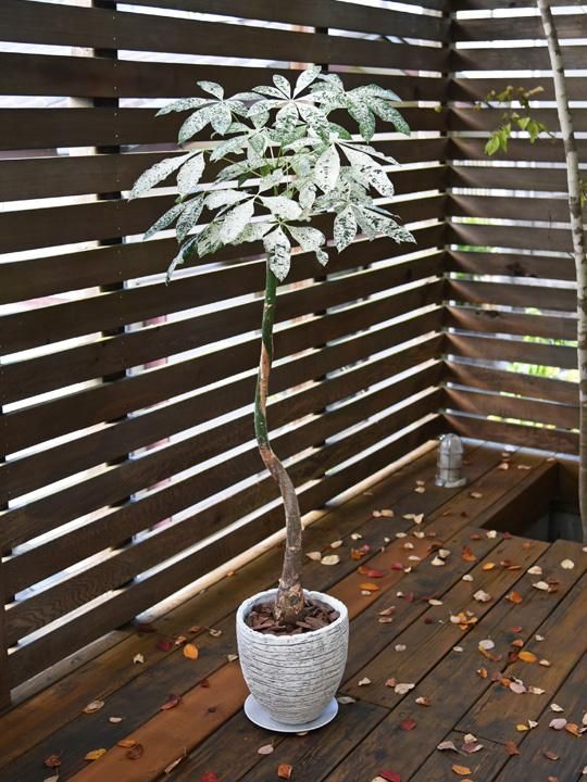 パキラ・ミルキーウェイ 112202 販売・通販 ［詳細ページ］ *tree tree*