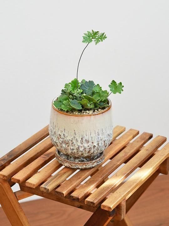 ドリオプテリス・ピローサ 052501 販売・通販 *tree tree*