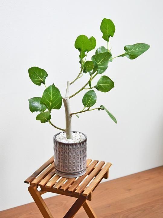 フィカス・ベンガレンシス・クリシュナ 062502 通販 ［詳細ページ