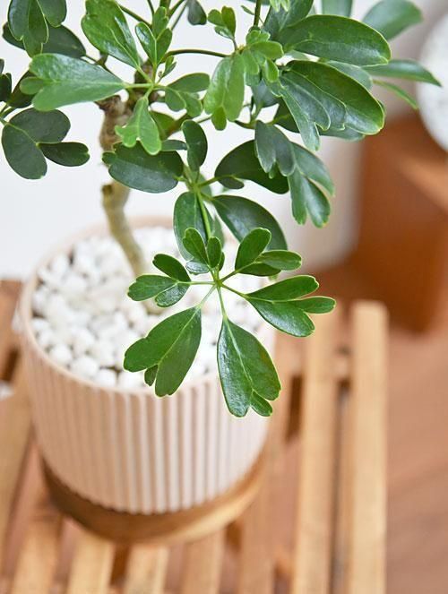 シェフレラ・レナータ 102501 販売・通販 ［詳細ページ］ *tree tree*