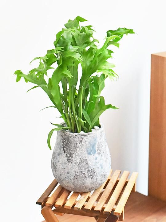 ミクロソリウム・グリーンフレーム 09181 販売・通販 *tree tree*