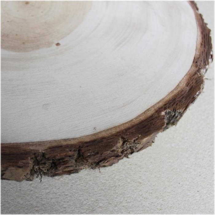 木の年輪板 イチョウ 樹皮つき llサイズ（280～350mm）