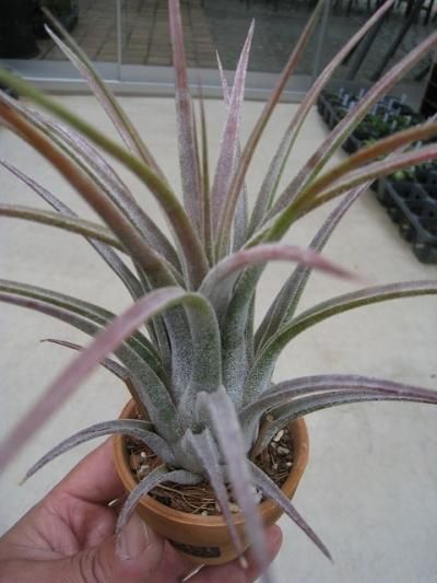 植物販売】兵庫県宝塚市㈱陽春園植物場ネット通販『T.chiapensis X T