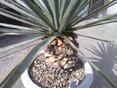 ユッカ・リギダ - 陽春園ネット通販