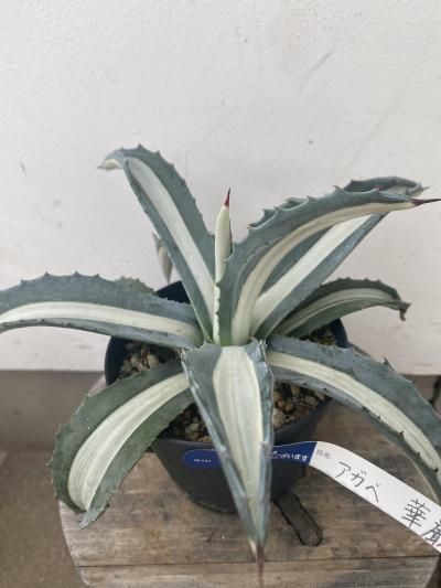 植物販売】兵庫県宝塚市㈱陽春園植物場ネット通販 アガベ