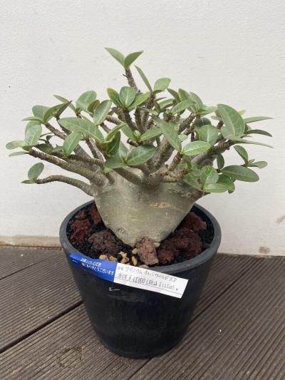 植物販売】兵庫県宝塚市㈱陽春園植物場ネット通販 アデニウム