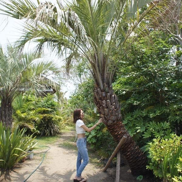 耐寒性 ヤシの木 ヤシ ココスヤシ シンボルツリー 約4m40cm