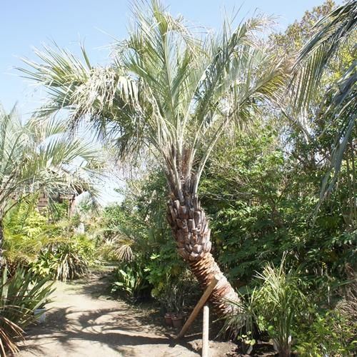 耐寒性 ヤシの木 ヤシ ココスヤシ シンボルツリー 約4m40cm