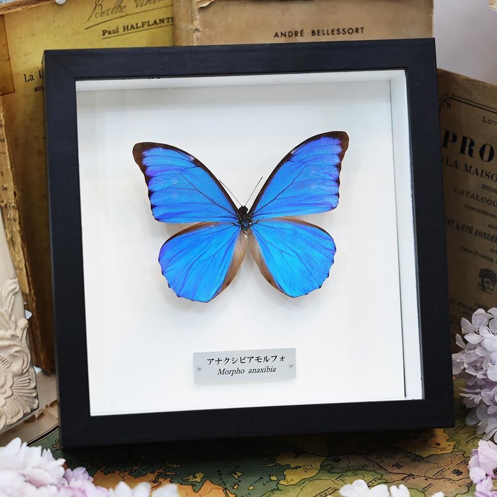 モルフォ蝶標本 - 海福雑貨通販部
