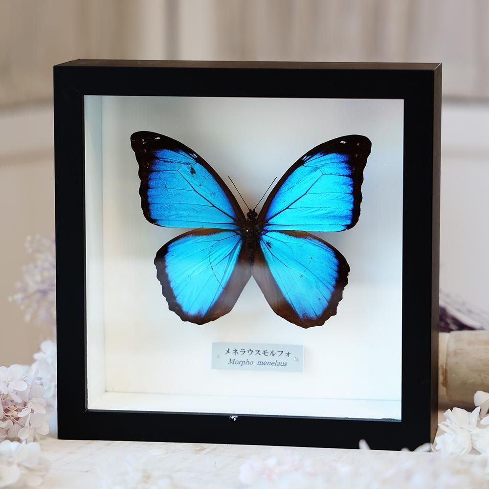 モルフォ蝶標本 - 海福雑貨通販部