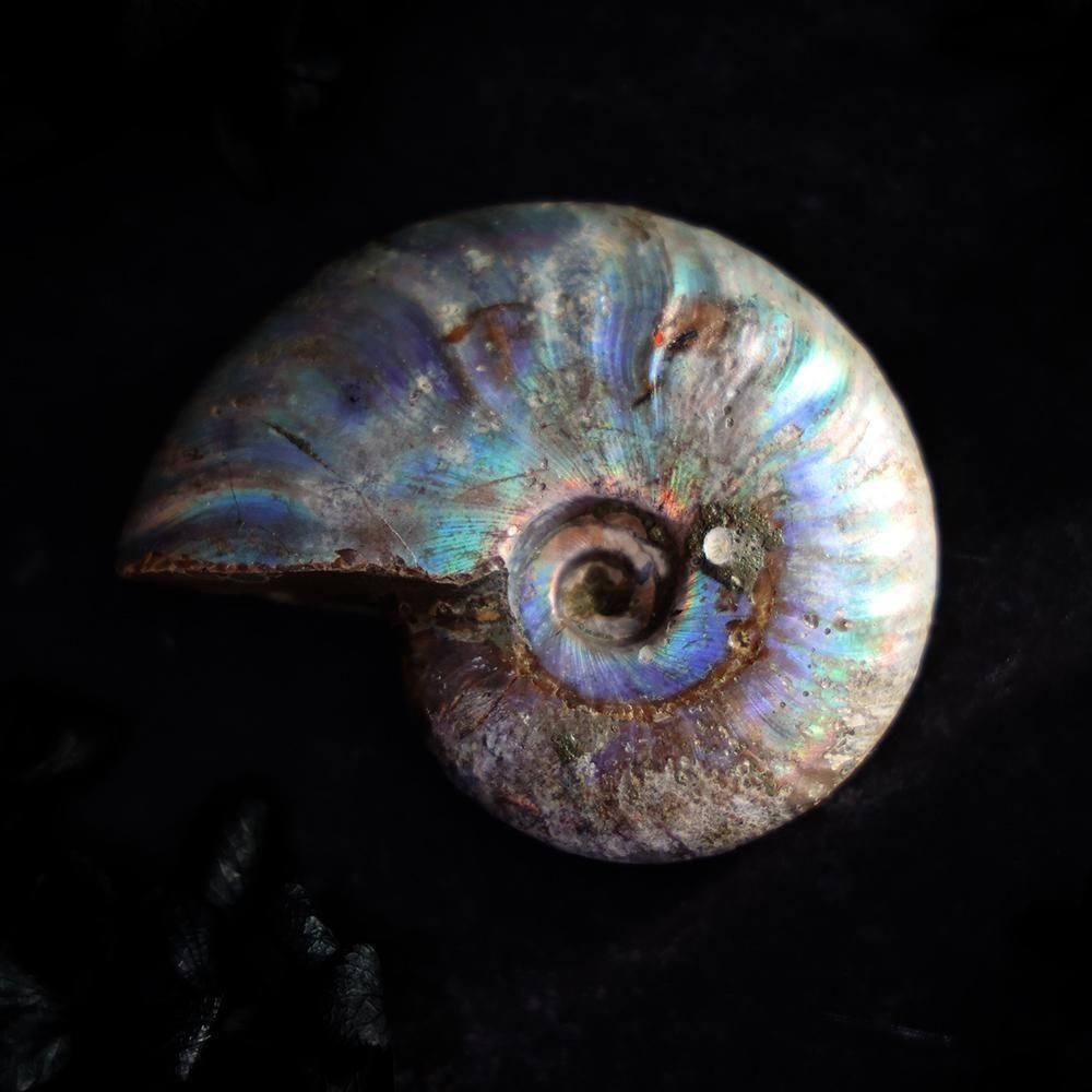 アンモナイト化石 - 海福雑貨通販部