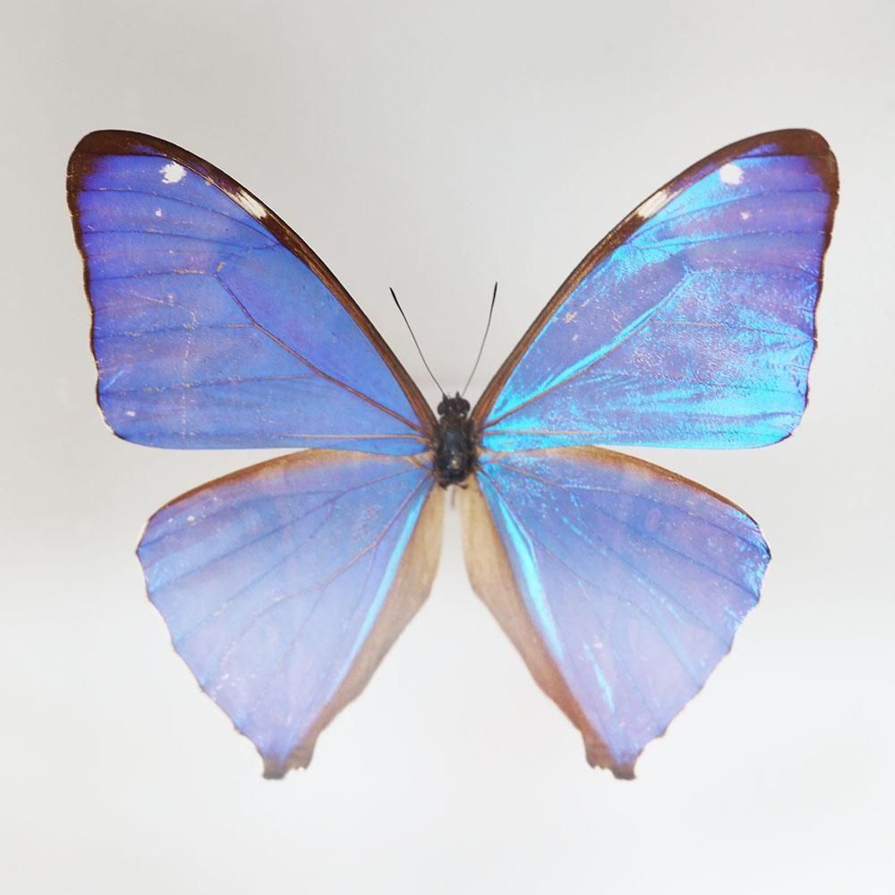 蝶標本「エガモルフォ」 - 海福雑貨通販部