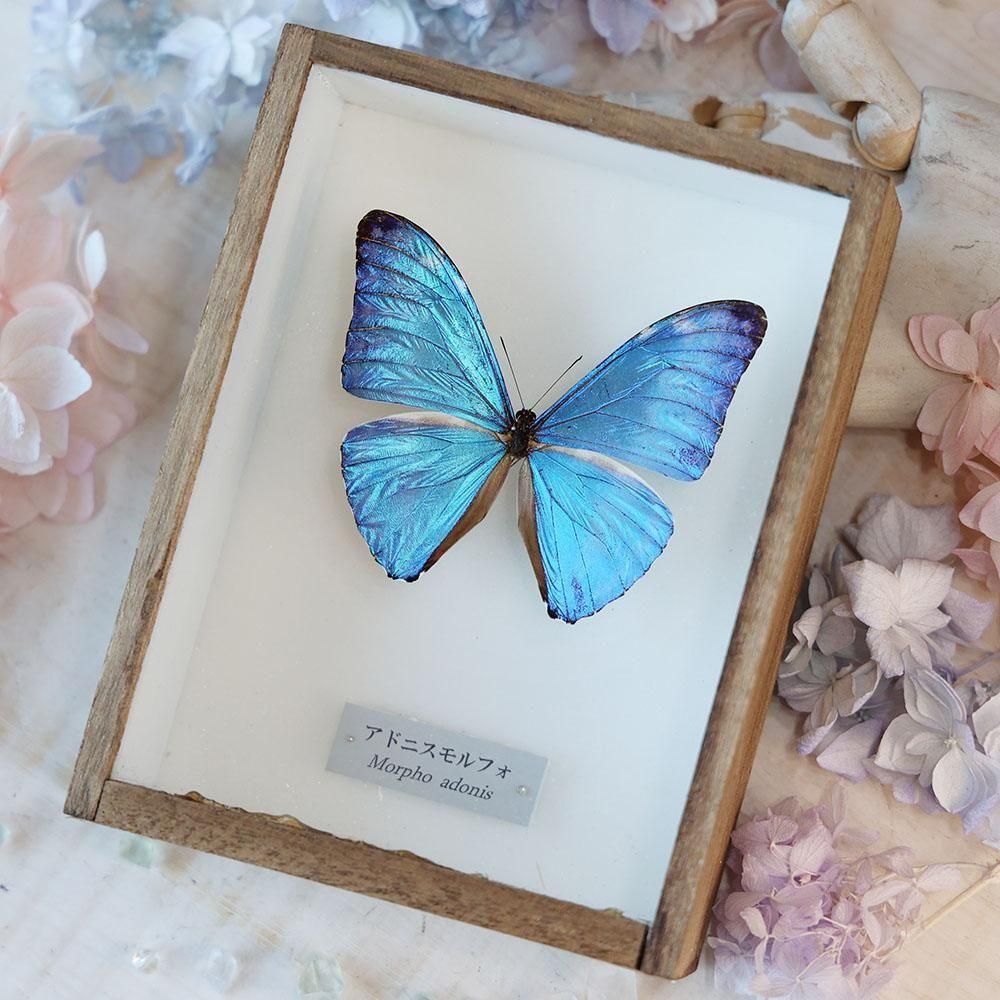 蝶標本「アドニスモルフォ」 - 海福雑貨通販部
