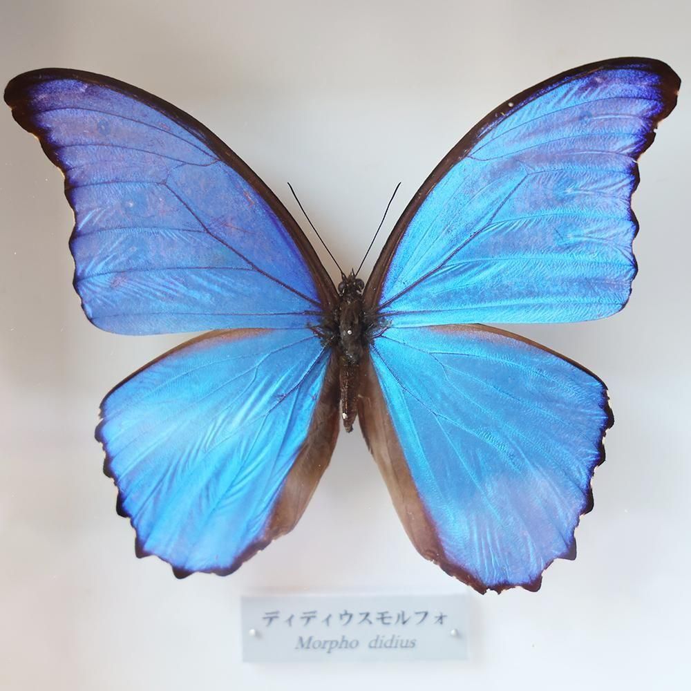 蝶標本「ディディウスモルフォ」 - 海福雑貨通販部
