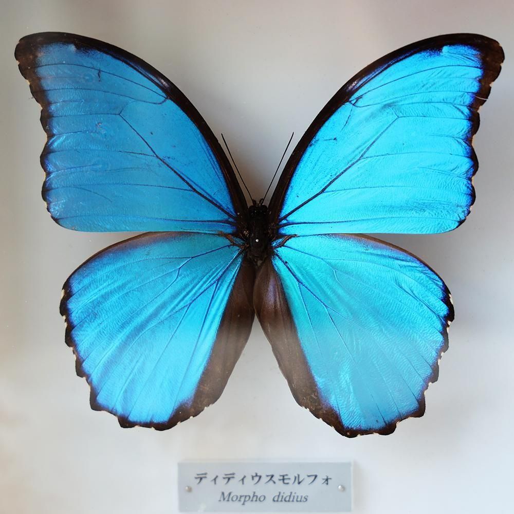 蝶標本「ディディウスモルフォ」 - 海福雑貨通販部
