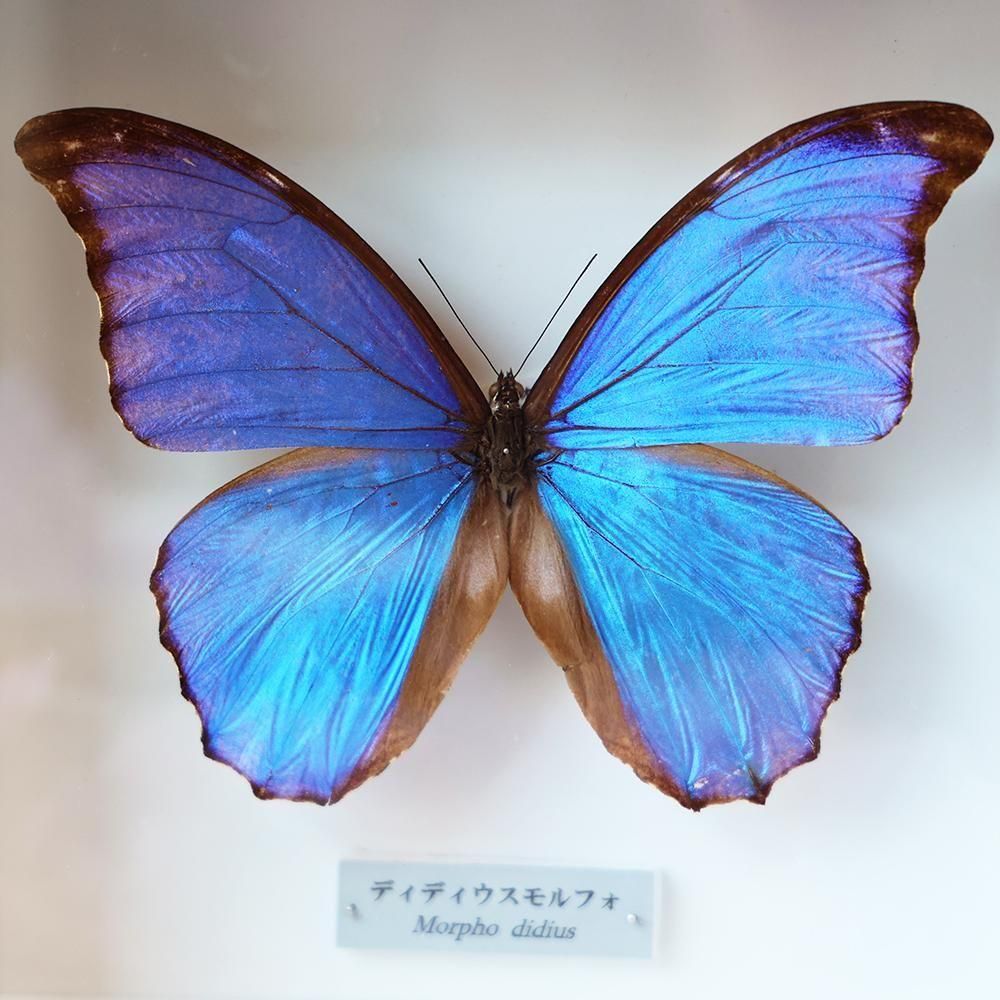 蝶標本「ディディウスモルフォ」 - 海福雑貨通販部