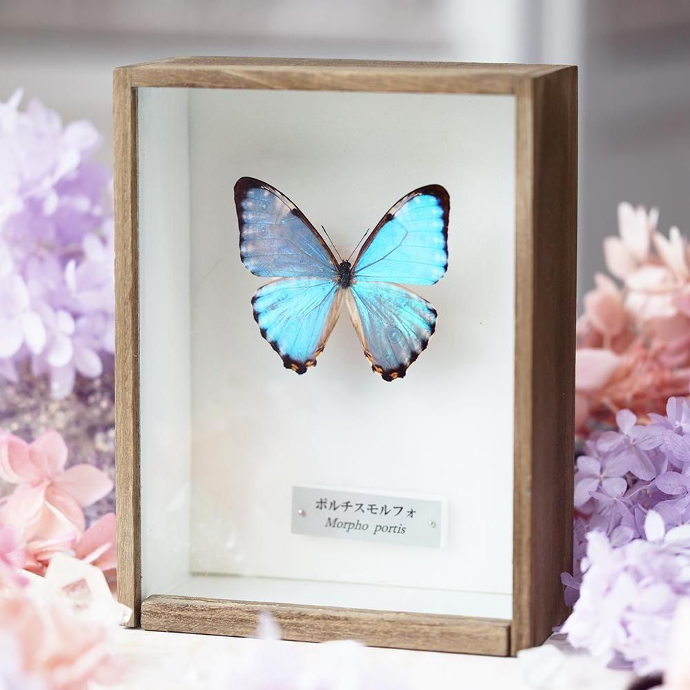 蝶標本「アドニスモルフォ」 - 海福雑貨通販部