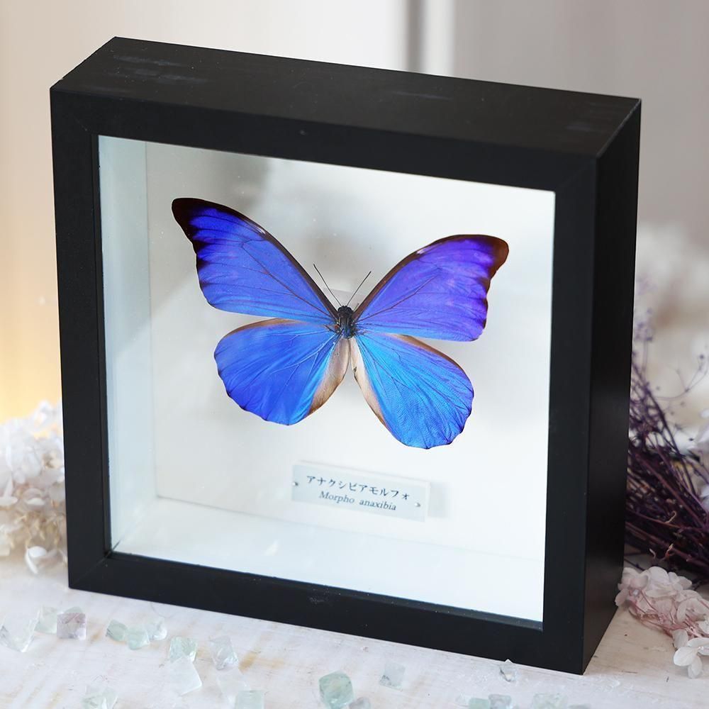 蝶標本「アナクシビアモルフォ」 - 海福雑貨通販部